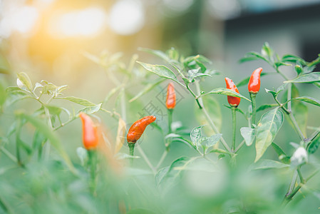 农场里辣椒或红辣椒花园生长场地园艺香料树叶食物胡椒植物叶子图片