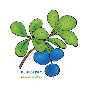 蓝莓丁香 草莓泡菜 青莓汁 手画的草图轮廓图片