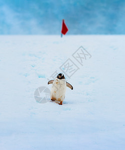 企鹅在Antartica沿着一条显著的足迹走下高清图片