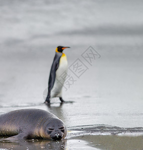 大象海豹和企鹅王在沙滩上图片