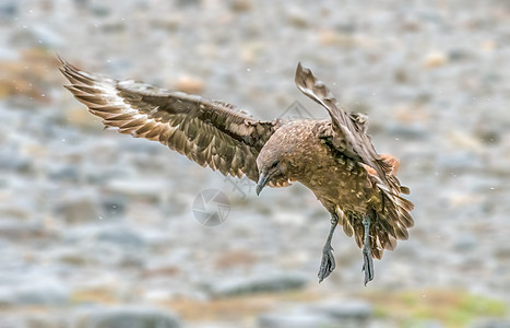 Brown Skua 浴池露出其宽阔的翅膀图片