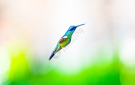 闪闪发光的紫色蜂鸟炫耀他的飞行技巧热带雨林荒野动物群花蜜花园森林速度航班野生动物图片