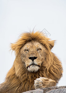 一只雄性大狮子在岩石上图片