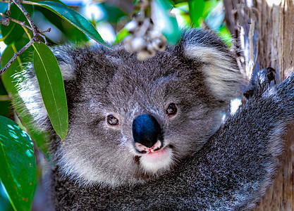 Koala宝宝在澳洲的一棵树上图片