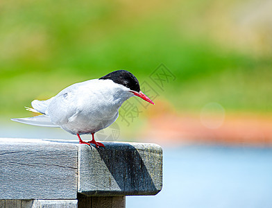 福克兰群岛码头的南极Tern Tern图片