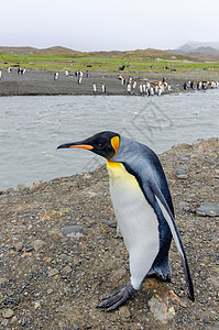 企鹅王享受南乔治亚的阳光海鸟二人栖息地家庭旅行国王动物荒野岛屿团体图片