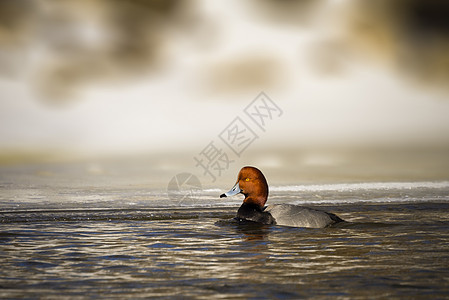 红头鸭在密歇根湖中游泳图片