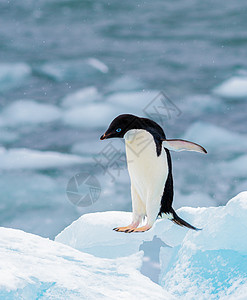 阿德利企鹅学会在南极飞翔图片