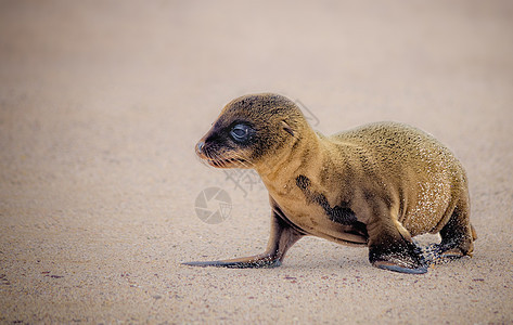 加拉帕戈斯海滩上的幼海狮图片