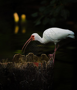 美国白人Ibis从水池里拿饮料图片