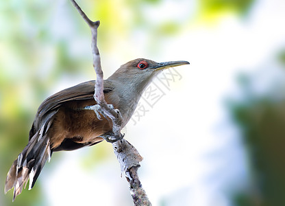 波多黎各特有的波多黎各蜥蜴布谷鸟图片