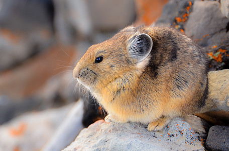 美国皮卡斯是小型山地栖息哺乳动物旅行鼠兔公园环境远足岩石栖息地国家栗鼠山脉图片