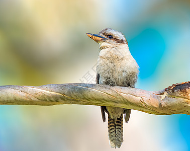 Kookaburra在澳洲的一个分支上图片