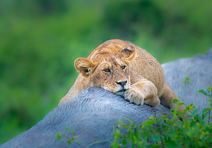 沉睡的狮子幼狮在塞伦盖蒂长眠图片