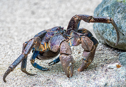 瓦努阿图小岛国的椰子螃蟹濒危威胁海滩海洋生物动物旅行陆地荒野钳子支撑图片
