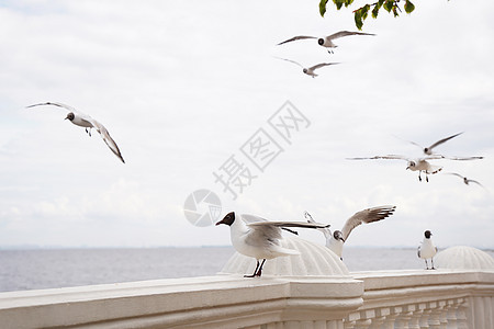 在石码头上特写海鸥 对抗蓝洋水蓝色动物翅膀海鸟成人野生动物海岸鸟类家庭木头图片