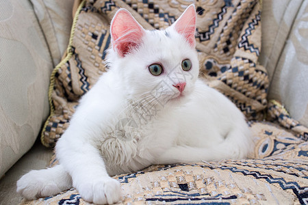 枕头上有玫瑰耳朵的白小猫白色宠物动物宠物猫生物特写家养条纹猫咪野生动物图片