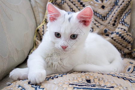 在枕头上玩有玫瑰耳朵的白小猫图片