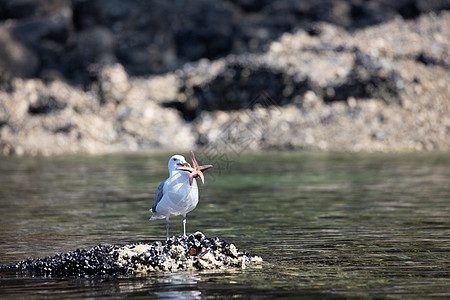 在不列颠哥伦比亚省 一只仰光翼海鸥在站着壳壳覆盖岩石时持有海星鱼旅行假期支撑海岸野生动物旅游海鸟滨鸟白鹭动物图片