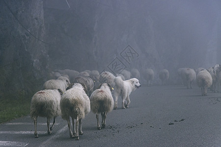 一只伟大的比利牛狗在迷雾的路上与一群羊混在一起图片