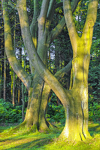 自然全景观与绿色植物之路的绿树林德国叶子橡木季节老树全景树干太阳途径木头树木图片