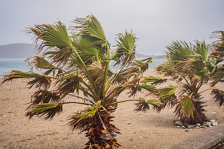 热带气候下的热带风暴 大雨和大风 棕榈树在热带风暴的风中摇曳旅行力量椰子海浪暴风雷雨树木蓝色保险场景图片
