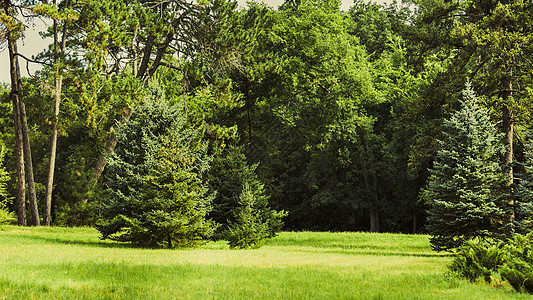 公园中美丽的树假期岩石季节分支机构土地小路阳光森林木头叶子图片