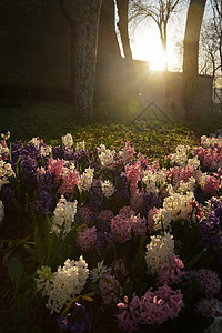 日落时 在公园里有Hyacinths图片