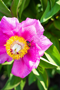 美丽的粉红小马花和授粉山蜂 夏天盛开 香味丰盛 近距离接近图片