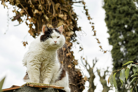 黑白街猫坐在农村的栅栏上 坐着一头黑白街猫小猫捕食者哺乳动物动物城市成人宠物生活国家田园图片