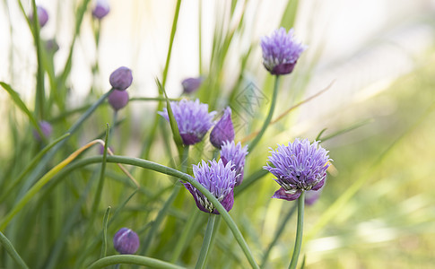 紫色花朵植物学植物群香葱绿色园艺植物韭菜花园草本食物图片