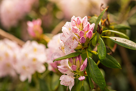 盛开的细粉红花蕾罗多德伦植物植物园季节植物群花朵粉红色植物学灌木花园花瓣图片