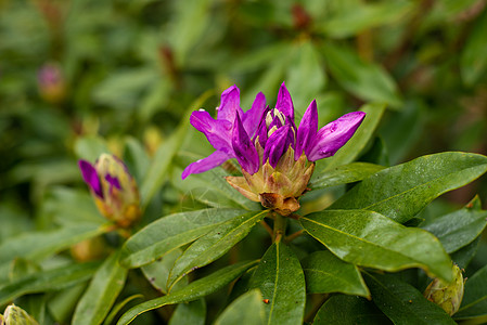 春花园中盛开的紫色花蕾图片