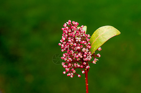 绿色背景模糊的粉色花园花朵 颜色为绿色花头大花野花性质植物压痛宏花荒野花瓣植物学图片