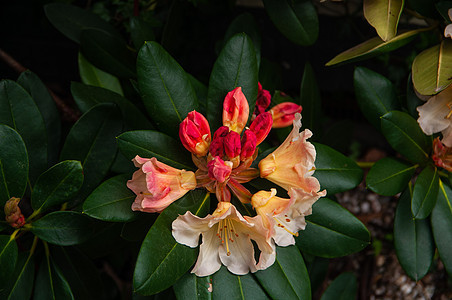 白色花朵 有粉红和黄色圆点盛开 长青灌木盛开草本植物生长植物学粉色花园园艺雌蕊植物园夹竹桃衬套图片