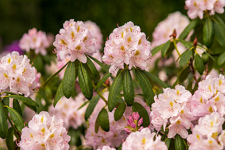 盛开的细粉红花蕾罗多德伦植物园植物群花朵灌木花瓣植物粉红色季节园艺粉色图片