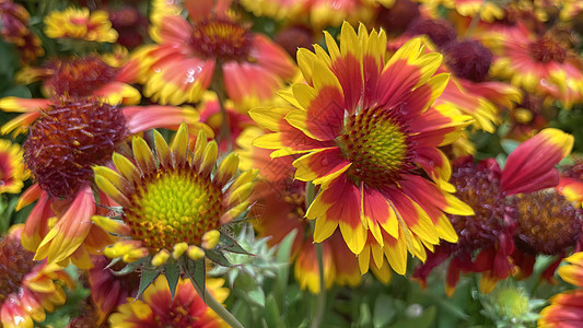 Gailladia 通用名称毛花叶子植物学植物群草本植物花瓣植物橙子野生动物花头野花图片