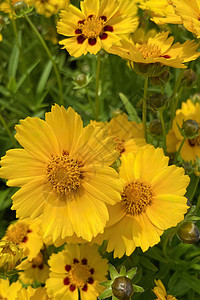 核心是阿斯特罗夏家族的花卉植物基因园艺橙子蜱虫花朵季节雏菊叶子植物学植物群花瓣图片