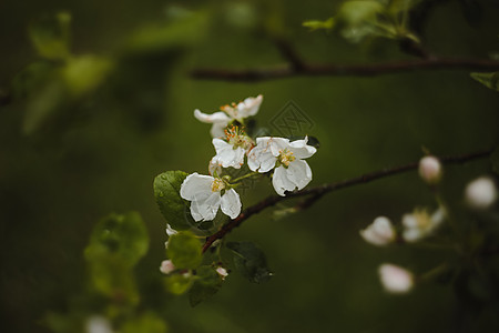 春天背景 有白花和苹果叶 模糊的春花背景 笑声墙纸晴天季节花园苹果树叶子植物投标植物群枝条图片