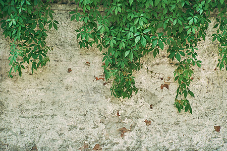 墙上的绿色克里普植物 背景树叶植物群橡皮建筑师花园石头建筑学水泥荒野藤蔓图片