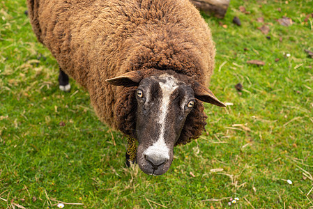 在明亮多汁的绿草下 野生棕色绵羊朋友农场草地栅栏场地牧场家畜免费动物园范围图片