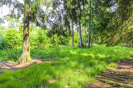 自然全景观与绿色植物之路的绿树林德国途径小路阳光树干公园树木木头松树太阳风景图片