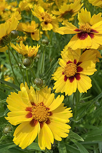 Gailladia 通用名称毛花花瓣场地花头花园植物群植物园艺野生动物草地菊科图片