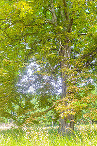 自然全景观与绿色植物之路的绿树林德国全景松树风景阳光旅行木头血泊植物叶子森林图片