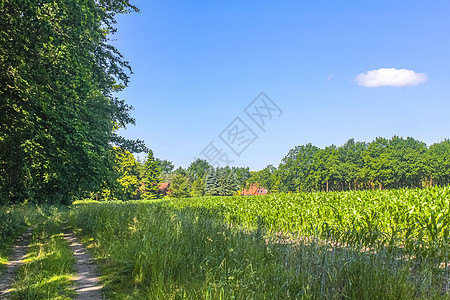 德国北部农业林区树木 自然景观全景 德国全国的风景场地风力草地天气牧场动物风车农村环境蓝色图片