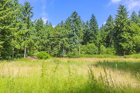 自然全景观与绿色植物之路的绿树林德国老树叶子途径阳光公园小路树木树干全景木头图片