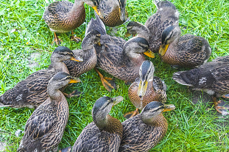 德国绿色草地天然背景的雄性母野鸭子女性羽毛团体动物食物男性荒野公园翅膀血泊图片