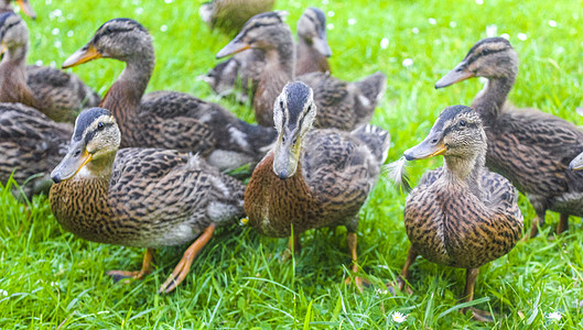 德国绿色草地天然背景的雄性母野鸭子羽毛野生动物鸟类公园食物团体喂养观鸟水鸟血泊图片