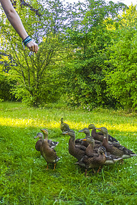 德国绿色草地天然背景的雄性母野鸭子团体羽毛喂养动物鸟类女性水鸟翅膀荒野野生动物图片