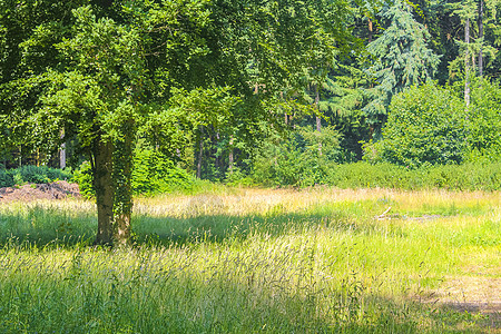 自然全景观与绿色植物之路的绿树林德国途径小路木头太阳全景旅行森林阳光树干季节图片